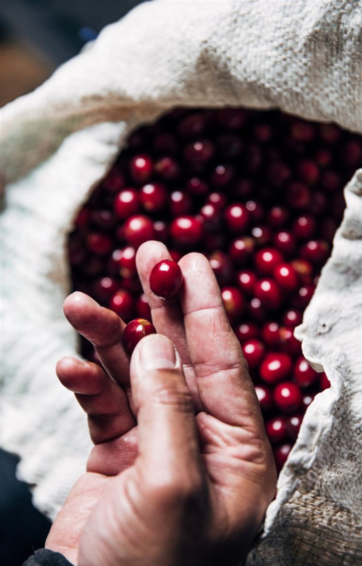 Hands holding freshly picked red coffee cherries